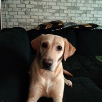 mascotte destiny